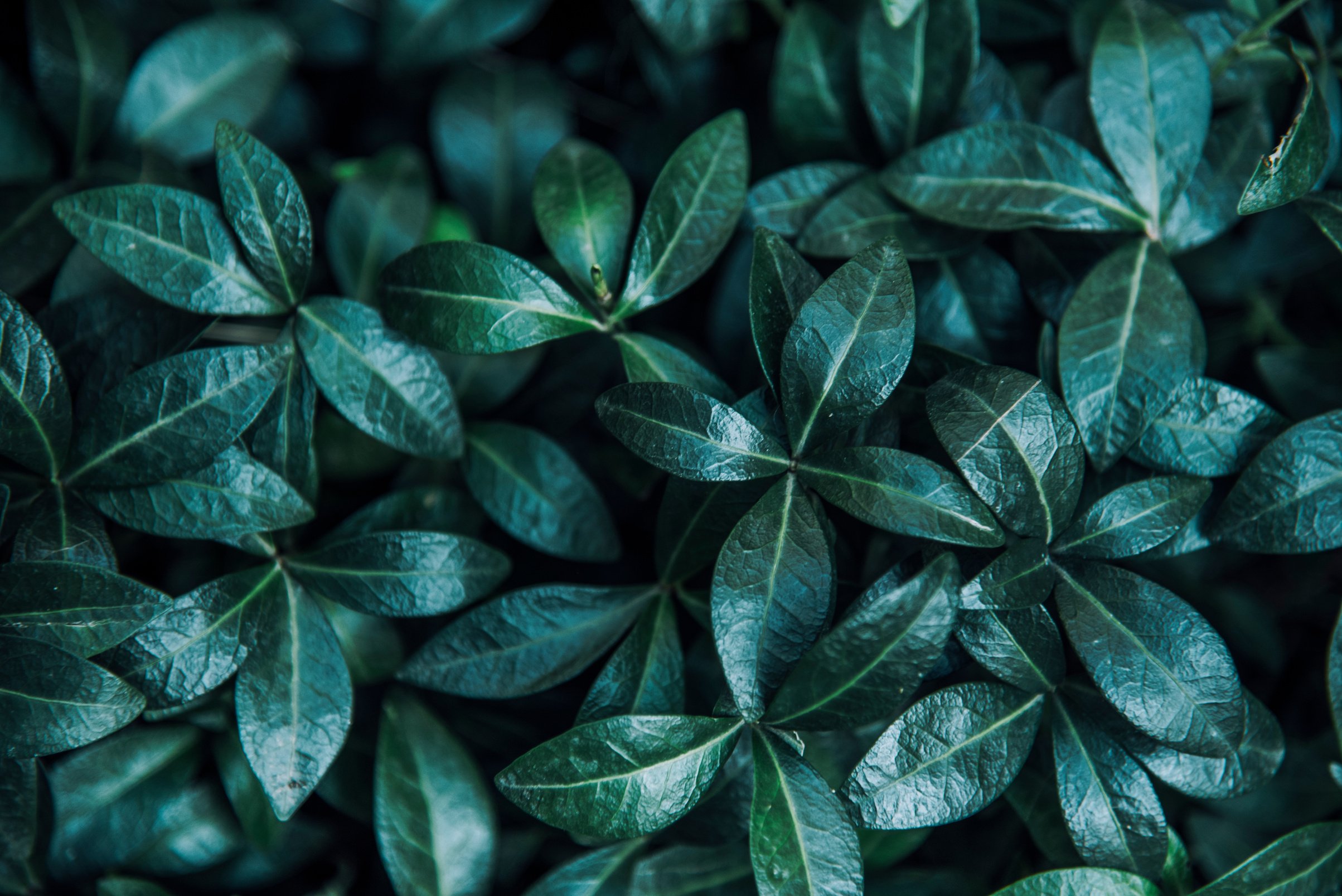 Green forest leaves background from above.